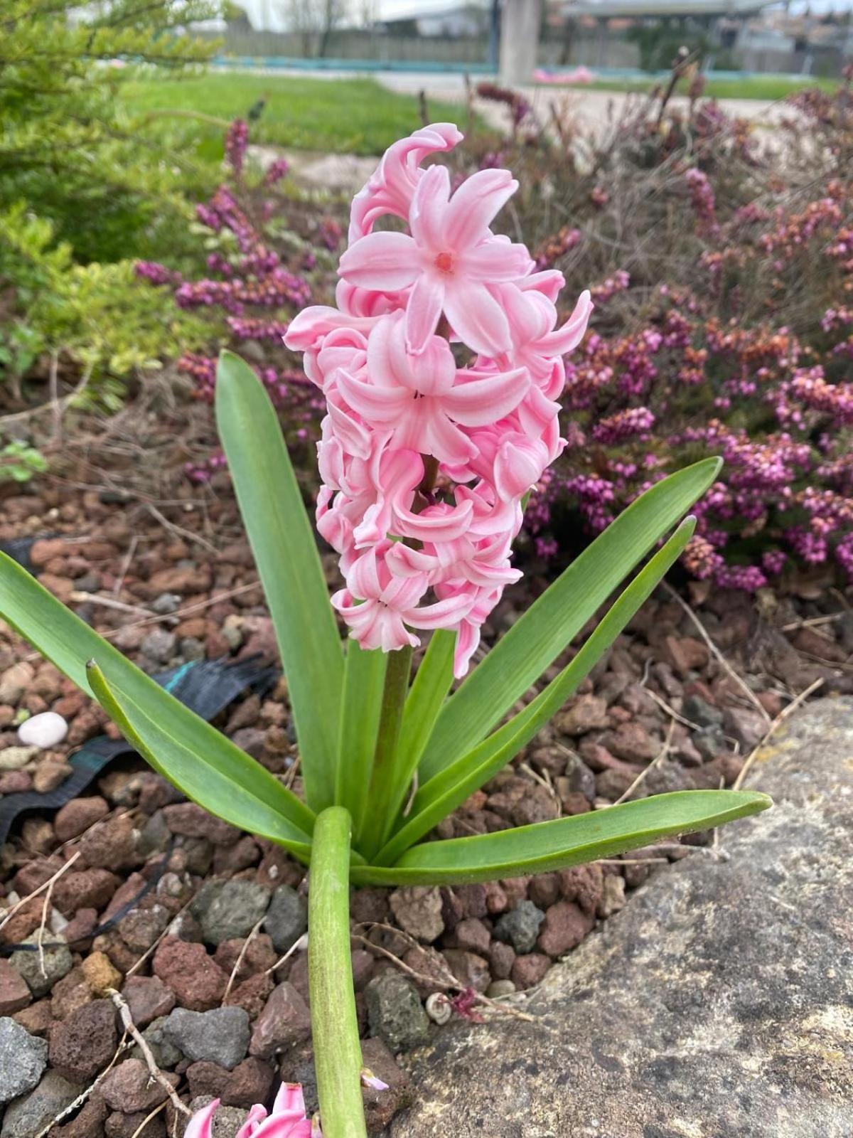 Orchidea Del Garda